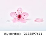 Single pink cherry blossom flower with petals and water droplets. Almond blossom or sakura flower macro with petals and drops of water.