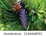 vector illustration. coniferous ... | Shutterstock .eps vector #2136468931
