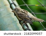 Close Up Of A House Sparrow...