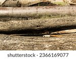Abstract photo of wooden logs in a pile. Felled logs laid in the grass in the field. Side view, wood, logs, material, logging