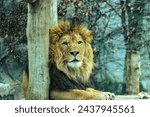 Small photo of Portrait of a lying lion in a zoo exhibit. A lion on a wooden platform in a zoo. A lion observing the surroundings. Portrait of a lion head. Beast, king of beasts, mane, majestic beast.