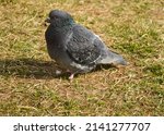 Dove Or Pigeon On Brown Grass...