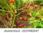 Small photo of Tomatoes plantation get sick by late blight. Phytophthora infestans is an oomycete that causes the serious tomatoes disease known as late blight or potato blight.