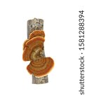 Small photo of Trametes versicolor, also known as coriolus versicolor and polyporus versicolor mushroom, the best natural cure for cancer