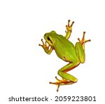 Small Green Frog Isolated....