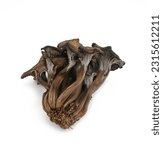 Small photo of Cantharellus cinereus, the ashen chanterelle isolated on white.