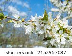 Sweet Cherry Blossom. White...
