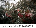 Viburnum Bush With Red Berries. ...