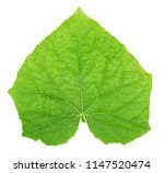 Cucumber leaf isolated on a...