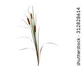 Reed Cane Grass Isolated On...