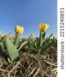 Small photo of Yellow tulips look up at the blue sky in a field. Spring in Gorle, at Maddi's Tulips.