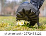 Small photo of A shoe with a corrugated sole tramples the first spring flowers. Concept: human vandalism in nature, ecology.