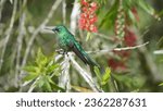 Small photo of hummingbird sylph kingii young perched