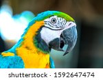 Portrait Colorful Macaw Parrot...