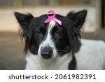 Close Up Border Collie Dog With ...