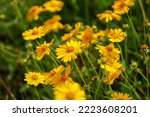 Coreopsis Grandiflora Is A...