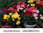 Variety Of Colorful Begonia...