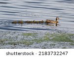 the mallard duck is swimming with her children
