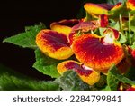 strange Calceolaria grandiflora (slipperwort) with inflated pouches that look a bit like purses or slippers