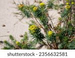 Small photo of green-yellow petal-like bracts of cypress spurge (Euphorbia cyparissias) in the Bledow desert (Polish Sahara)