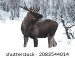 moose with antlers in the forest winter