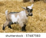 A Baby Goat Standing On Straw...