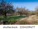 Almond trees garden in December. The landscape of almond trees with blue sky.