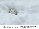 short tailed weasel in snow