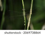 Small photo of Dragonfly detailed macro image sitting on footstalk