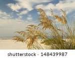 Close Up Of Sea Oats On A...