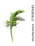 Male Green Anole Lizard On...