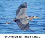 Great Blue Heron Flying Over A...
