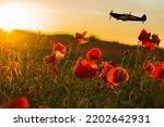 Spitfire Plane flying over a field of poppies at sunset for Remembrance Sunday 