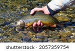 Brook trout (char) in clear water