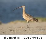 Long Billed Curlew Catches Some ...