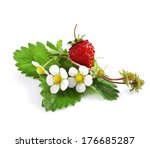 Wild Strawberry With Flower...