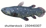 Coelacanth image - Free stock photo - Public Domain photo - CC0 Images