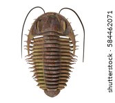 Trilobite ptychoparia 3d illustration - Trilobite ptychoparia animal lived in the Cambrian seas of Eurasia and North America.