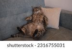 Fat brown tabby cat on the sofa 