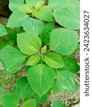 Small photo of Wild cat fierce plant or Acalypha indica with green leaves and stems
