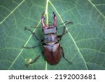 Lucanus cervus, the European stag beetle, is one of the best-known species of stag beetle   is listed as Near Threatened by the IUCN Red List
