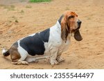 Small photo of A Basset Hound dog obedience training