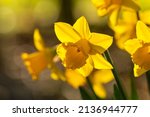 Backlit daffodils  or narcissus ...