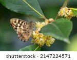 Speckled Wood Butterfly ...