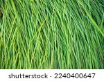 

 Close-up Green long grass pattern texture can be used as a natural background wallpaper   
