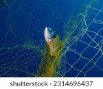 Small photo of Ghost nets never stop to kill