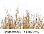 dry grass  isolated on white background