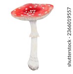 Red fly agaric. watercolor hand ...