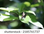 Small photo of Daimyoseseri (Daimio tethys) sunbathing on the leaves in the woods. Close up macro photograph.