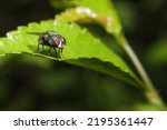 Small photo of insects, flies on green leaves, this type is known as the house fly because it has commensalism with humans, this type is from the suborder Cyclorrhapha